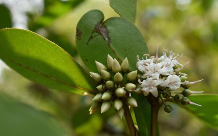 সুন্দরবনের মধু কেন এত জনপ্রিয়?