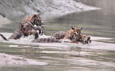 সুন্দরবনের একসাথে তিনটি বাঘের দেখা,যা বিরলতম ঘটনা