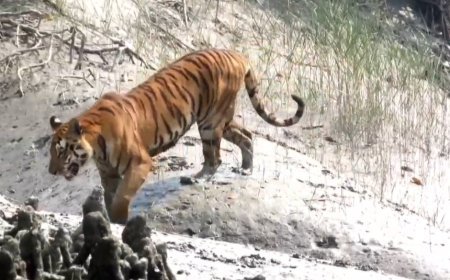 শীতের শুরুতেই সুন্দরবনে একাধিকবার বাঘ দর্শন