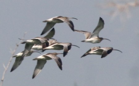জানুয়ারীতে সুন্দরবনে শুরু হবে চতুর্থ তম পাখি উৎসব,আবেদন করার জন্য ওয়েবসাইট প্রকাশ করলো এসটিআর