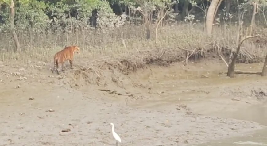 পর্যটকদের কাছে ধরা দিল সুন্দরবনের বাঘ