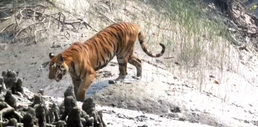 শীতের শুরুতেই সুন্দরবনে একাধিকবার বাঘ দর্শন