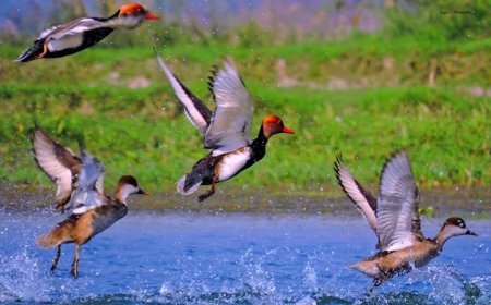 নানাবিধ সমস্যা থাকা সত্বেও শুধুমাত্র পরিযায়ী পাখির টানেই চুপীতে পর্যটকরা