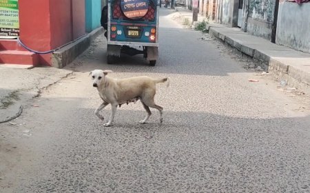 পথ কুকুরের দাপটে আক্রান্ত শতাধিক,আতঙ্কিত পথচারী ও স্থানীয়রা