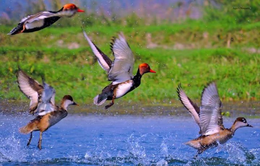 নানাবিধ সমস্যা থাকা সত্বেও শুধুমাত্র পরিযায়ী পাখির টানেই চুপীতে পর্যটকরা