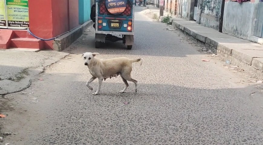 পথ কুকুরের দাপটে আক্রান্ত শতাধিক,আতঙ্কিত পথচারী ও স্থানীয়রা