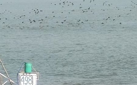 বছরের খরা কাটিয়ে অস্ট্রেলিয়া সাইবেরিয়া থেকে ফিরেছে পরিযায়ী পাখিরা 