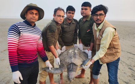 ভুল পথে নদীতে চলে আসা দুটি অলিভ রিডলে কাছিমকে বনবিভাগের তৎপরতায় ফিরিয়ে দেওয়া হলো গভীর সমুদ্রে