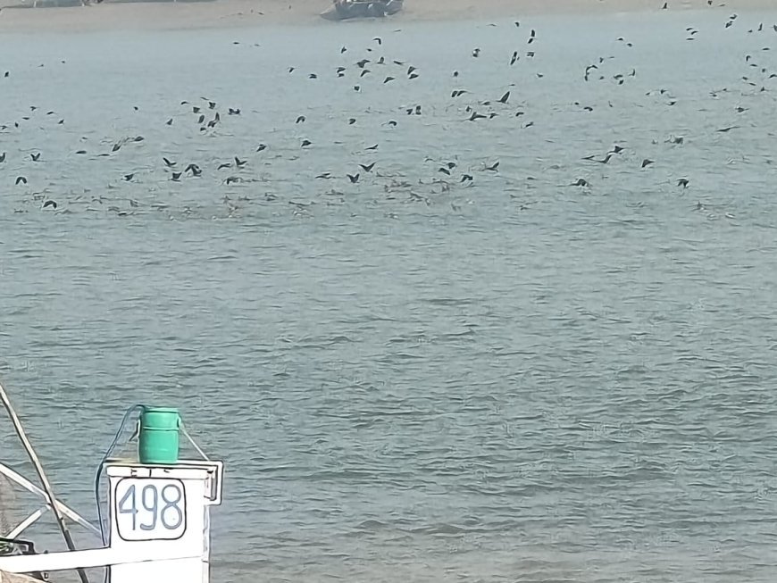 বছরের খরা কাটিয়ে অস্ট্রেলিয়া সাইবেরিয়া থেকে ফিরেছে পরিযায়ী পাখিরা 