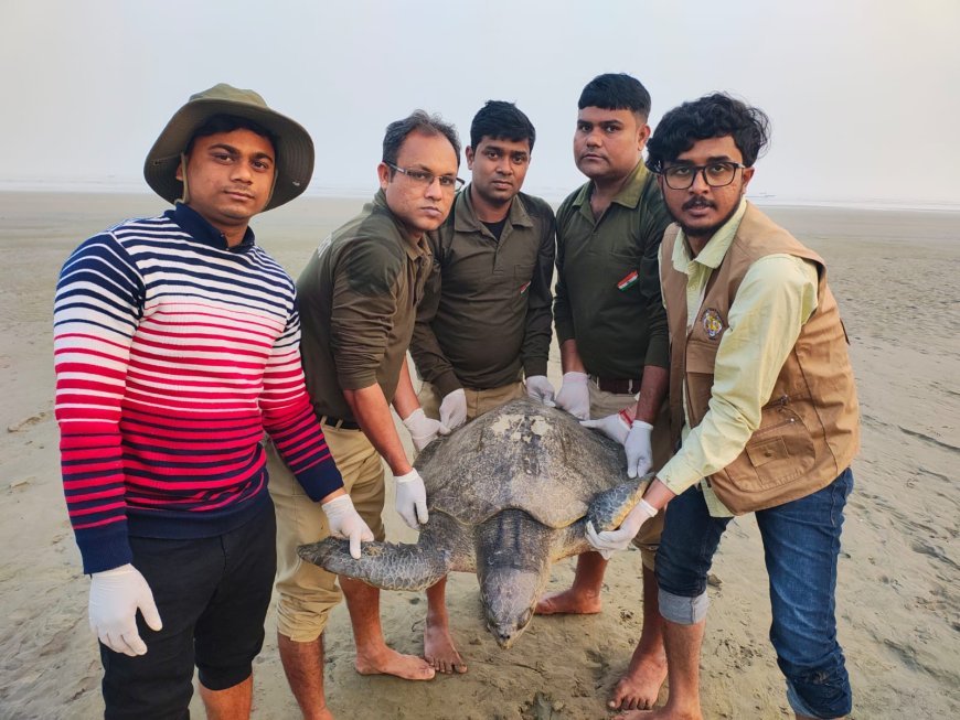 ভুল পথে নদীতে চলে আসা দুটি অলিভ রিডলে কাছিমকে বনবিভাগের তৎপরতায় ফিরিয়ে দেওয়া হলো গভীর সমুদ্রে