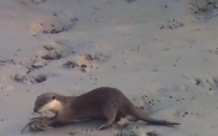 সুন্দরবনের ভোঁদড়