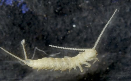 পূর্ব হিমালয়ে কার্শিয়াং ও রাভাংলায় ক্ষুদ্র আর্থ্রোপডের নতুন প্রজাতি আবিষ্কার করল ZSI