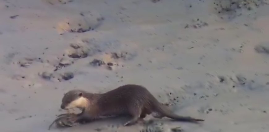 সুন্দরবনের ভোঁদড়