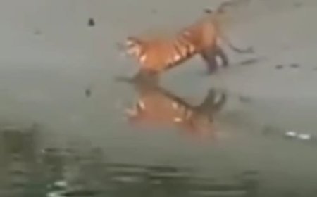 হেতাল ঝোঁপের মধ্যে লাজুক বাঘের ছানা