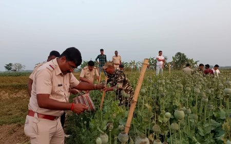 হুগলির গুপ্তিপাড়ায়  অবৈধ পোস্ত চাষের বিরুদ্ধে পুলিশের অভিযান