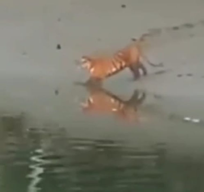 হেতাল ঝোঁপের মধ্যে লাজুক বাঘের ছানা