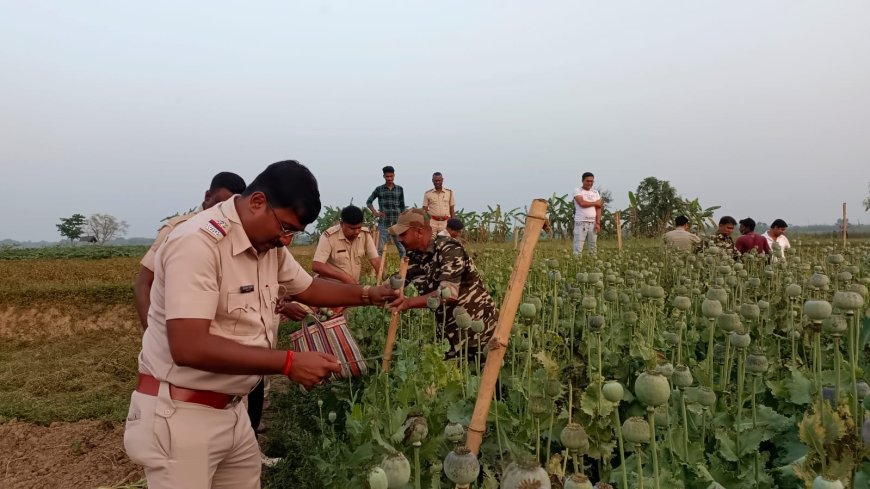 হুগলির গুপ্তিপাড়ায়  অবৈধ পোস্ত চাষের বিরুদ্ধে পুলিশের অভিযান
