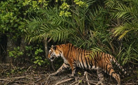 আবারও সুন্দরবনে বাঘের দেখা পেলেন পর্যটকরা