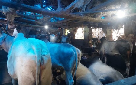 "এই বছর আইন কিছুটা শিথিল করা হোক”, মুখ্যমন্ত্রীর কাছে আবেদন সাঁকরাইলের খাটাল মালিকদের