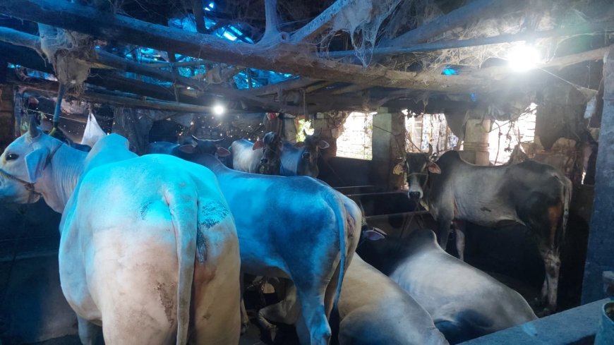 "এই বছর আইন কিছুটা শিথিল করা হোক”, মুখ্যমন্ত্রীর কাছে আবেদন সাঁকরাইলের খাটাল মালিকদের