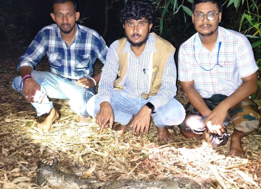 'বাঘরোল' মানুষকে আক্রমণ করেনা, কিন্তু বাসস্থান ও খাদ্যের অভাবে লোকালয়ে চলে আসে। এদের প্রাণে না মেরে রক্ষা করাই সকলের কর্তব্য, প্রচার পরিবেশ কর্মীদের